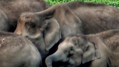 Baby elephant found injured in Idukki