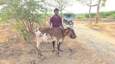 Cow injured after biting country-made bomb near Ambur town