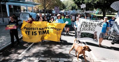 'We are still destroying forests': Newcastle rally calls for end to logging