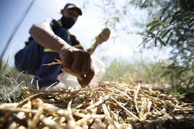 How a South African village turned an alien tree into superfood coffee