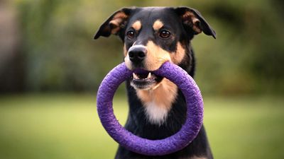 Teaching fetch for the first time? Here’s what to do, according to one trainer