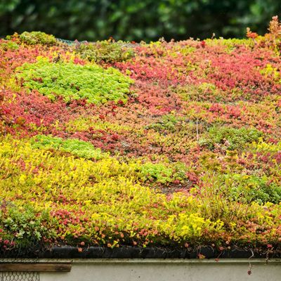 I found out how much a green roof costs, and whether it’ll add value to your home — this is what the pros told me