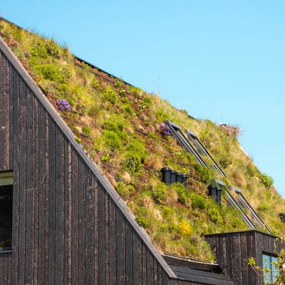 How much does it cost to install a green roof? Gardening pros answer your burning questions