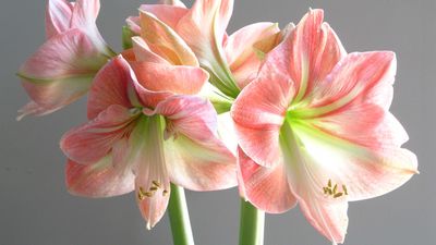 How to care for amaryllis — 9 tips for these fabulous flowering bulbs
