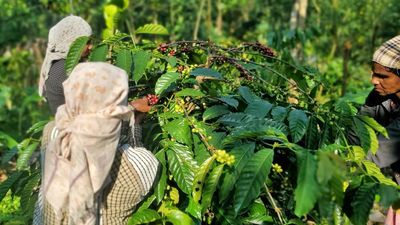 Robusta coffee price touches all-time high