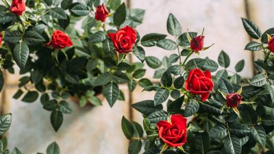 How to grow miniature roses – for compact shrubs with a profusion of blooms