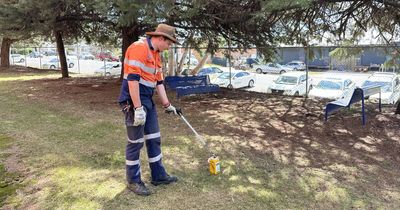 Needle in a haystack: cleaning up Canberra's discarded syringes