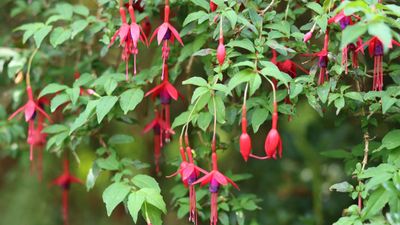 How and when to prune hardy fuchsia to get a bumper show of beautiful blooms