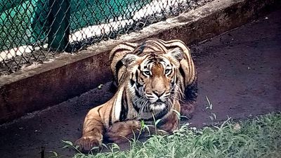 Rewilding of rescued tiger in Anamalai Tiger Reserve continues without large in-situ enclosure for prey animals