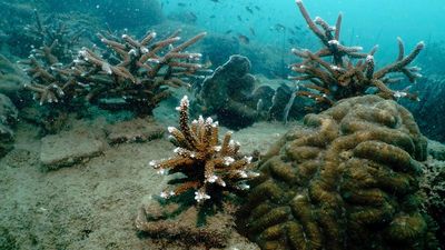 Can ‘good sounds’ help coral islands recover from bleaching?