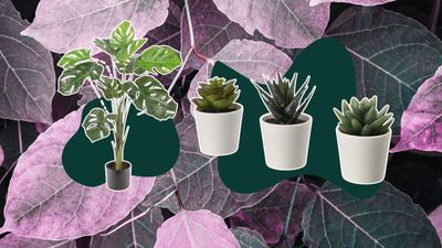 Convincing fake plants from $5 that will make you do a double take
