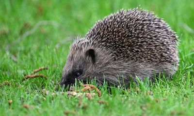 AI to track hedgehog populations in pioneering UK project