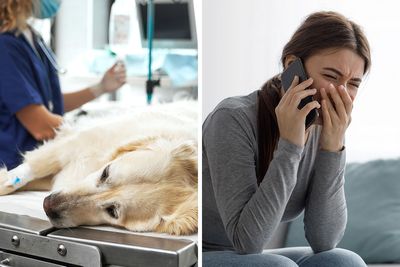 “AITA For Euthanizing My Daughter’s Emotional Support Animal For Her Own Sake?”