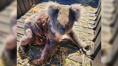 Logging resumes on Kangaroo Island after koala deaths