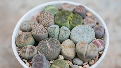 How to grow lithops – the otherworldly living stone succulent