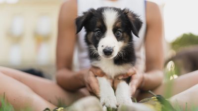 What’s the first thing you should teach your puppy? Expert trainer spills the beans!