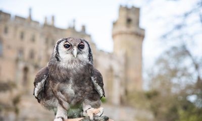 Ernie the owl to retire after 30 years at Warwick Castle