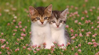 32 facts about kittens