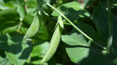 How to grow sugar snap peas – expert tips for a quick and delicious harvests of pods