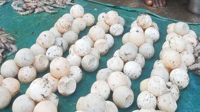 Post-COVID food habit poses threat to Olive Ridley turtles on Andhra Pradesh coast