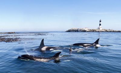 Orca stranded off Canada’s west coast dies despite efforts to save her