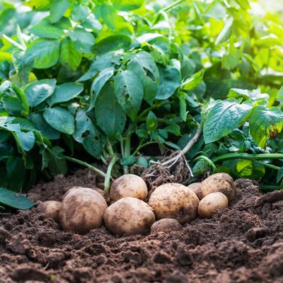 How long does it take to grow potatoes? Here's what to expect, from planting to harvesting