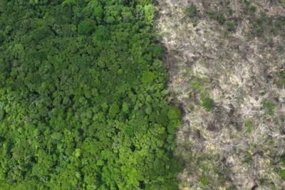 EU Members Push For Revision Of Anti-Deforestation Law