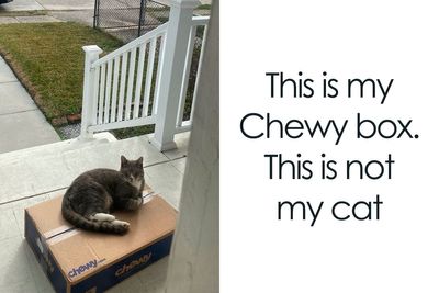50 Hilarious Feline Memes From The Wholesome Cat Community “CatCon Worldwide” (New Pics)
