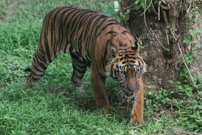 Indonesia Hunts Clues As Study Suggests Javan Tiger May Still Exist