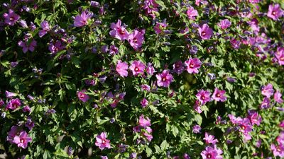 How to prune a rose of Sharon – and when to trim to have a healthy and under-control shrub