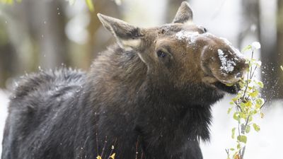Phone-toting tourist stalks cold, tired moose for videos in Rocky Mountain National Park