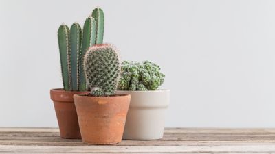 How to care for a cactus – 3 expert tips for these prickly indoor plants