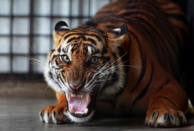 Indonesia hunts for ‘extinct’ Javan tiger