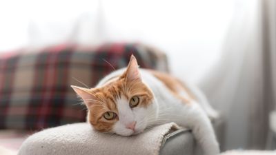 Is your cat crying? Vet lays out what it means and what you can do