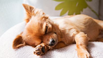 ​​​​Seven dog sleep positions and what they mean