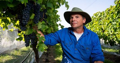 Wine on the line as climate change threatens grape growers