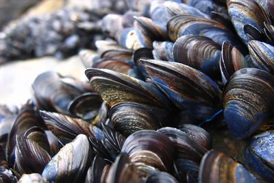 How mussels made a Michelin-starred chef