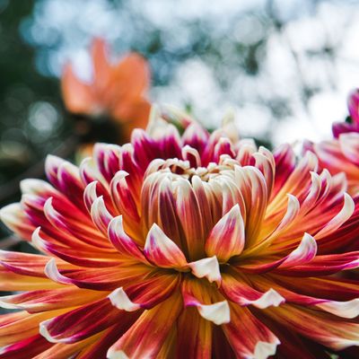 When to plant dahlias for fabulous flowers the size of dinner plates