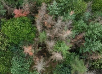 EU Countries Urge Scaling Back Deforestation Law