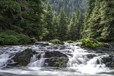 On The Brink of Dishonoring Our Nation's Emblem: The Steaming-Hot Fight To Protect The Tongass