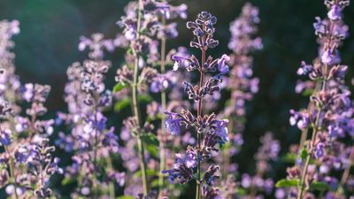 How and when to prune catmint – follow our 4 simple steps for beautiful blooms