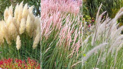 Planting ornamental grasses — the best types experts love and how to grow them