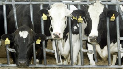 In world 1st, dairy cows in Texas and Kansas test positive for H5N1 bird flu