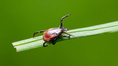 Protein in human sweat may protect some people against Lyme disease