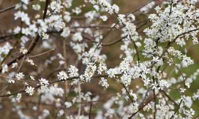 Country diary: The flowering blackthorn is a plant of glorious contrasts