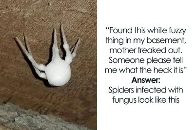 ‘What Is This Thing?’: 50 Times The Internet Solved The Mystery Of Unidentified Objects (All-Time Best)