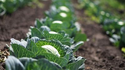 When to plant cabbage – how to get the timing right for different types