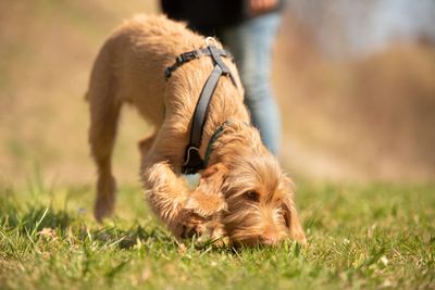 4 ways to make your walk more exciting for your dog, according to an expert