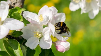 How and When to Spray Your Fruit Trees — Avoid Pests and Disease (Without Harming Bees)