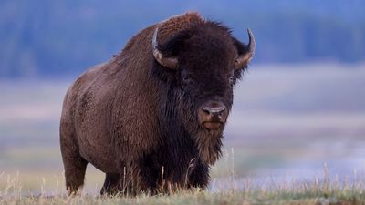Careless tourists use huge bison as photo prop at Yellowstone National Park